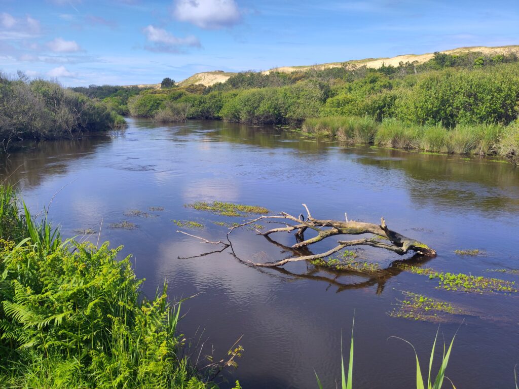 Flusslandschaft am Courant, beide Flussufer des breiten Gewässers mit Bäumen und dichter Vegetation.