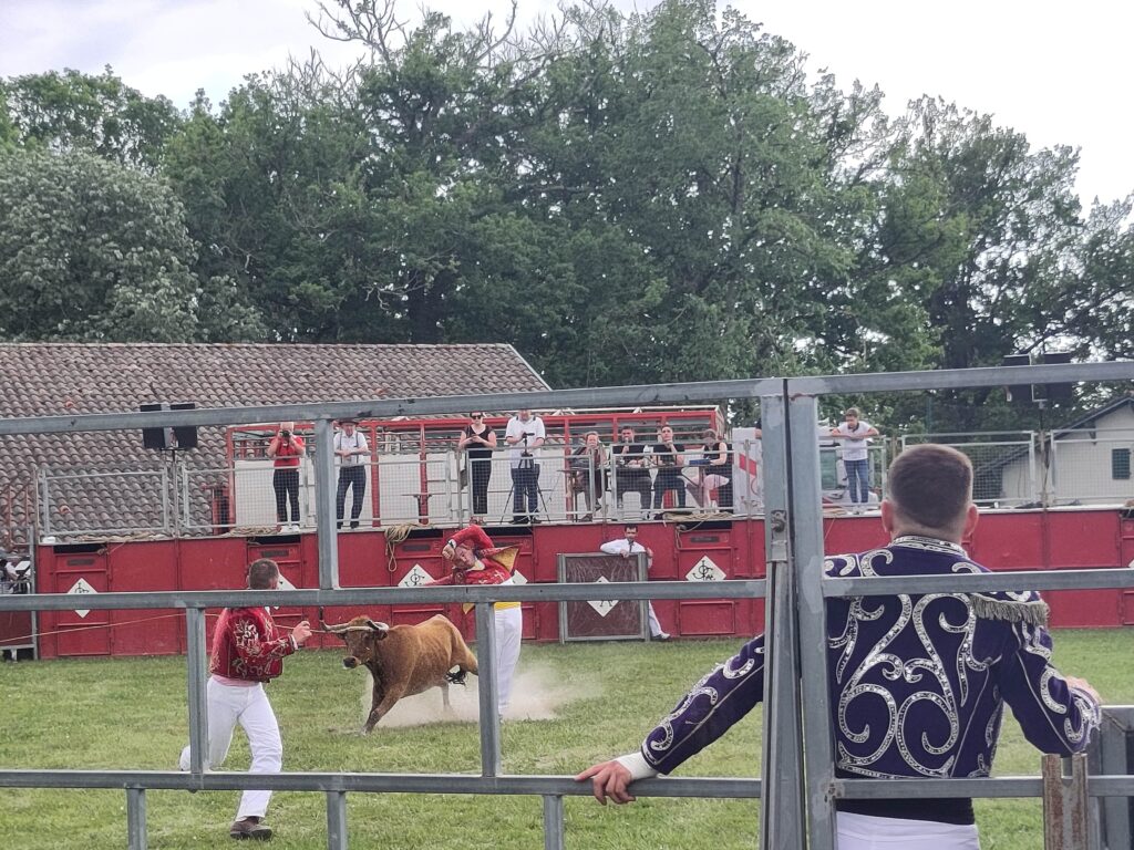 Die Arena mit Torrero beim unblutigen Stierkampf
